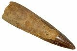 Fossil Spinosaurus Tooth - Real Dinosaur Tooth #344608-1